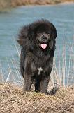 DOGUE DU TIBET 160